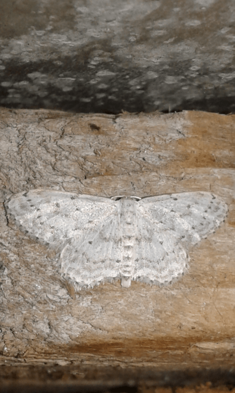 Geometridae : Idaea seriata? S